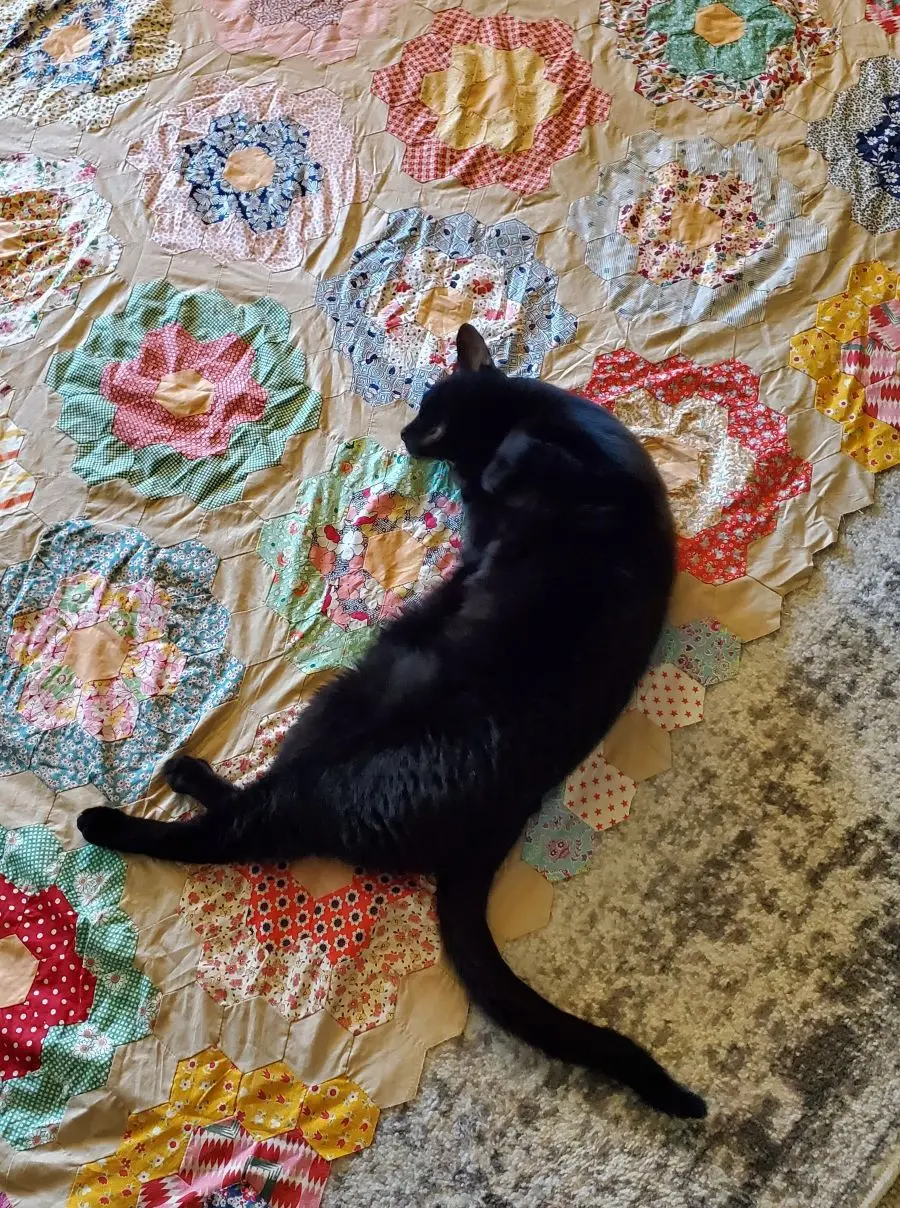 Tycho lay on quilt