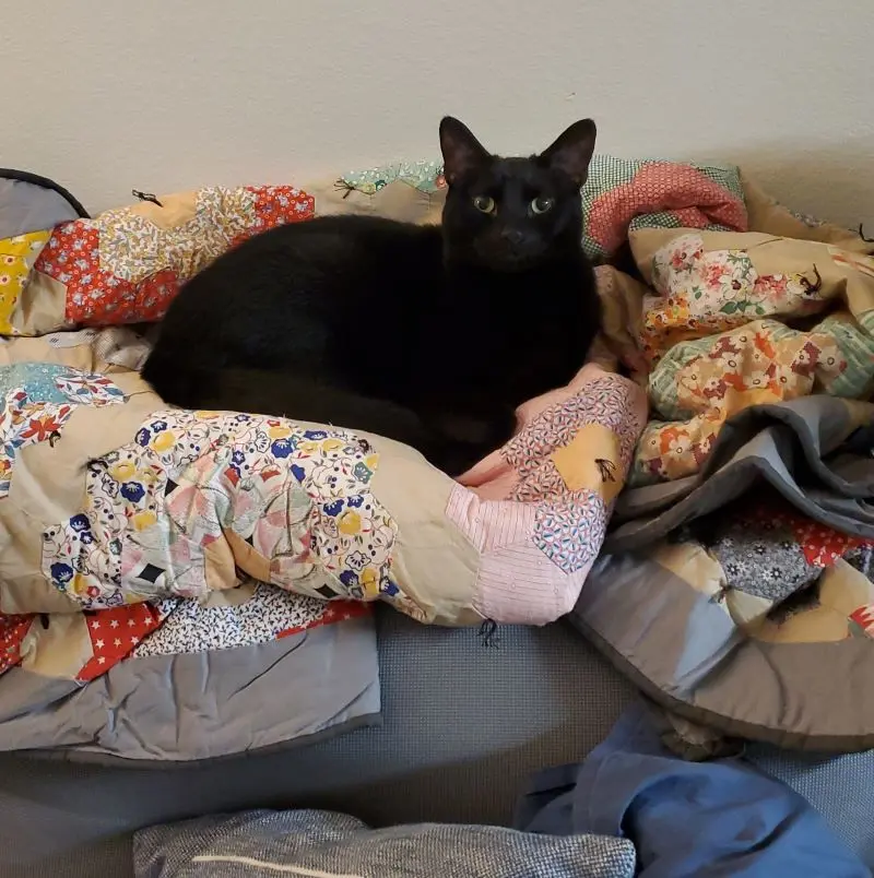 Tycho sitting on the quilt